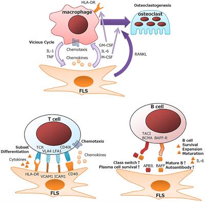 Regulation of Immune Responses and Chronic Inflammation by Fibroblast-Like Synoviocytes